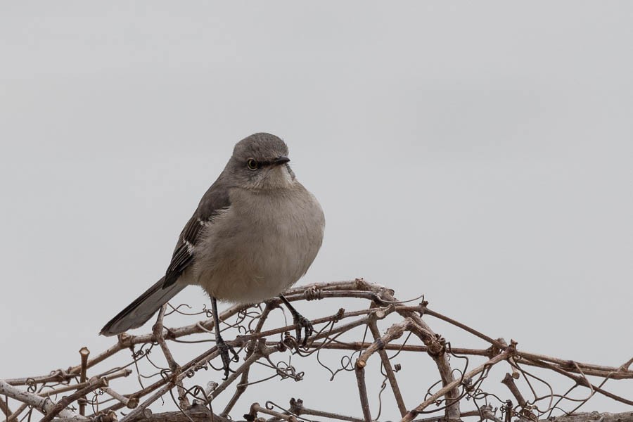 Gartenspottdrossel - ML647097436