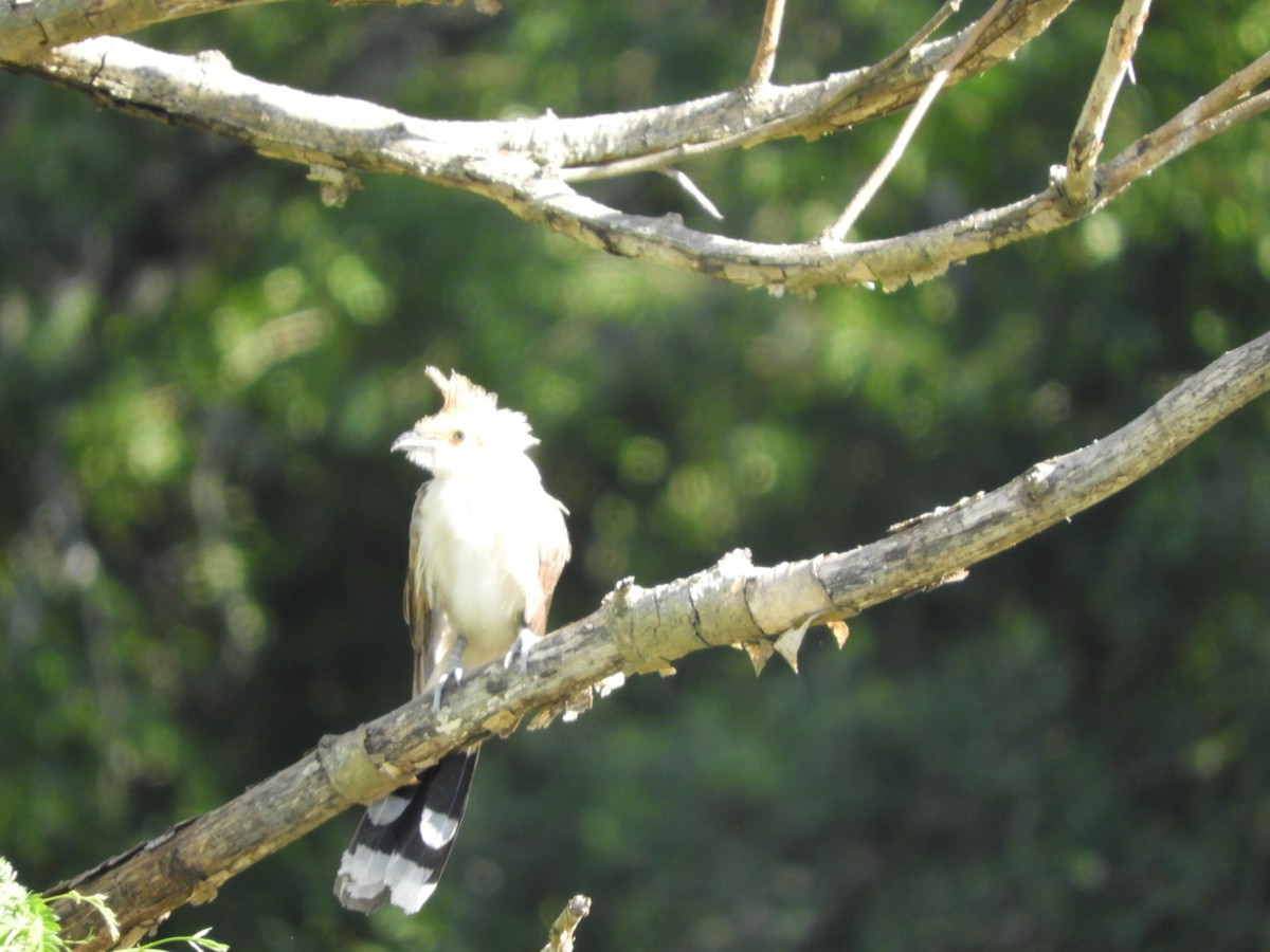 Guirakuckuck - ML647097437