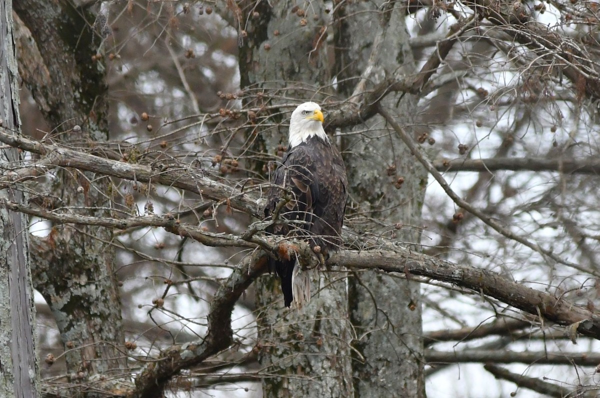 Weißkopf-Seeadler - ML647097438