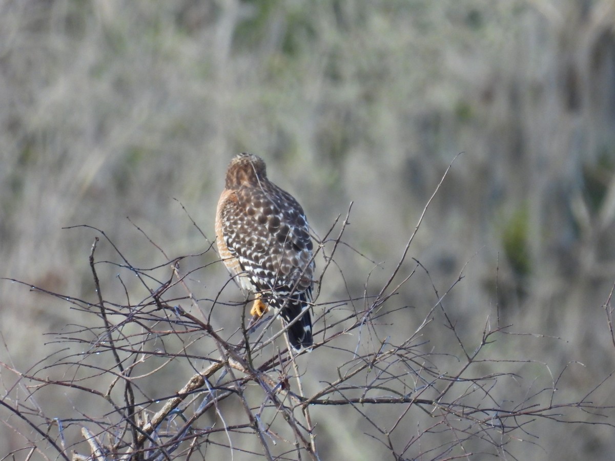 Rotschulterbussard - ML647097439