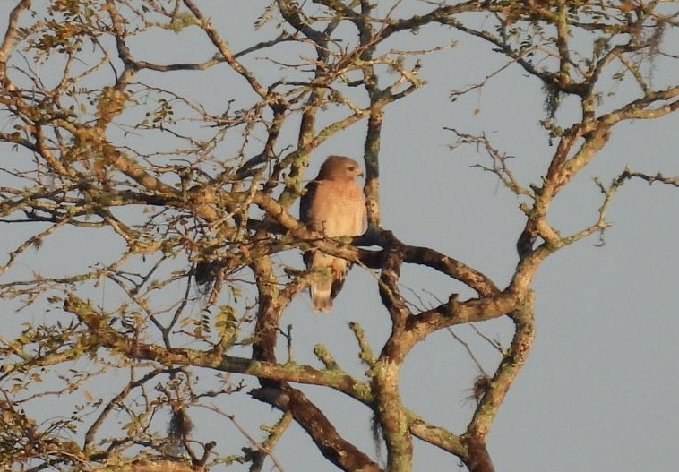 Rotschulterbussard - ML647097440