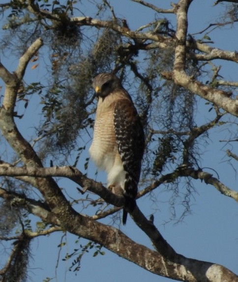 Rotschulterbussard - ML647097441