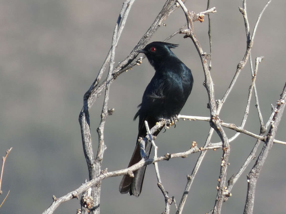 Trauerseidenschnäpper - ML647097442