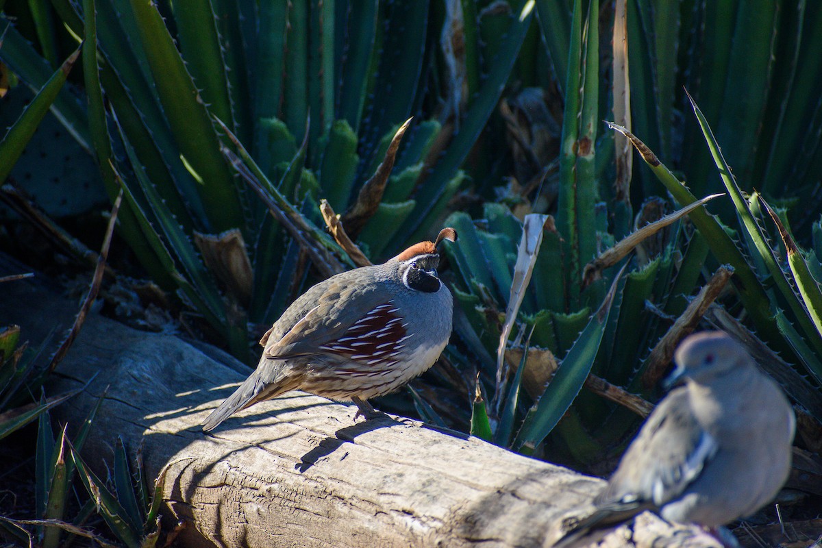 Helmwachtel - ML647097446