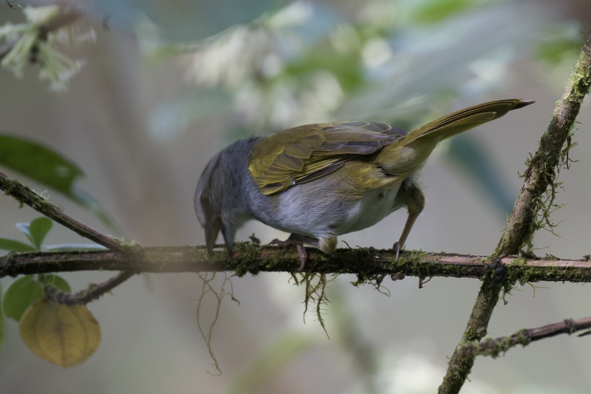 Dickichtammer - ML647097447