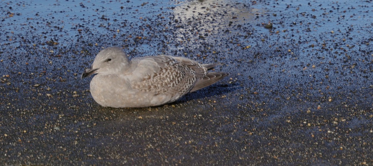 West- x Beringmöwe (Hybrid) - ML647097448