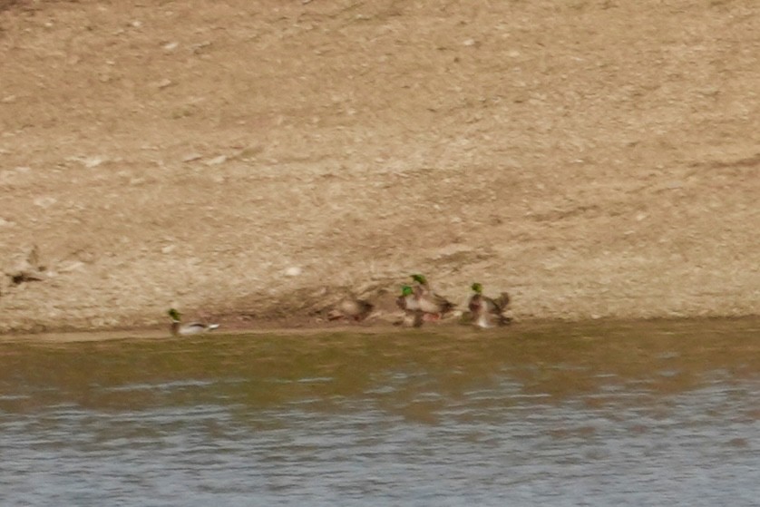 Stockente - ML647097449