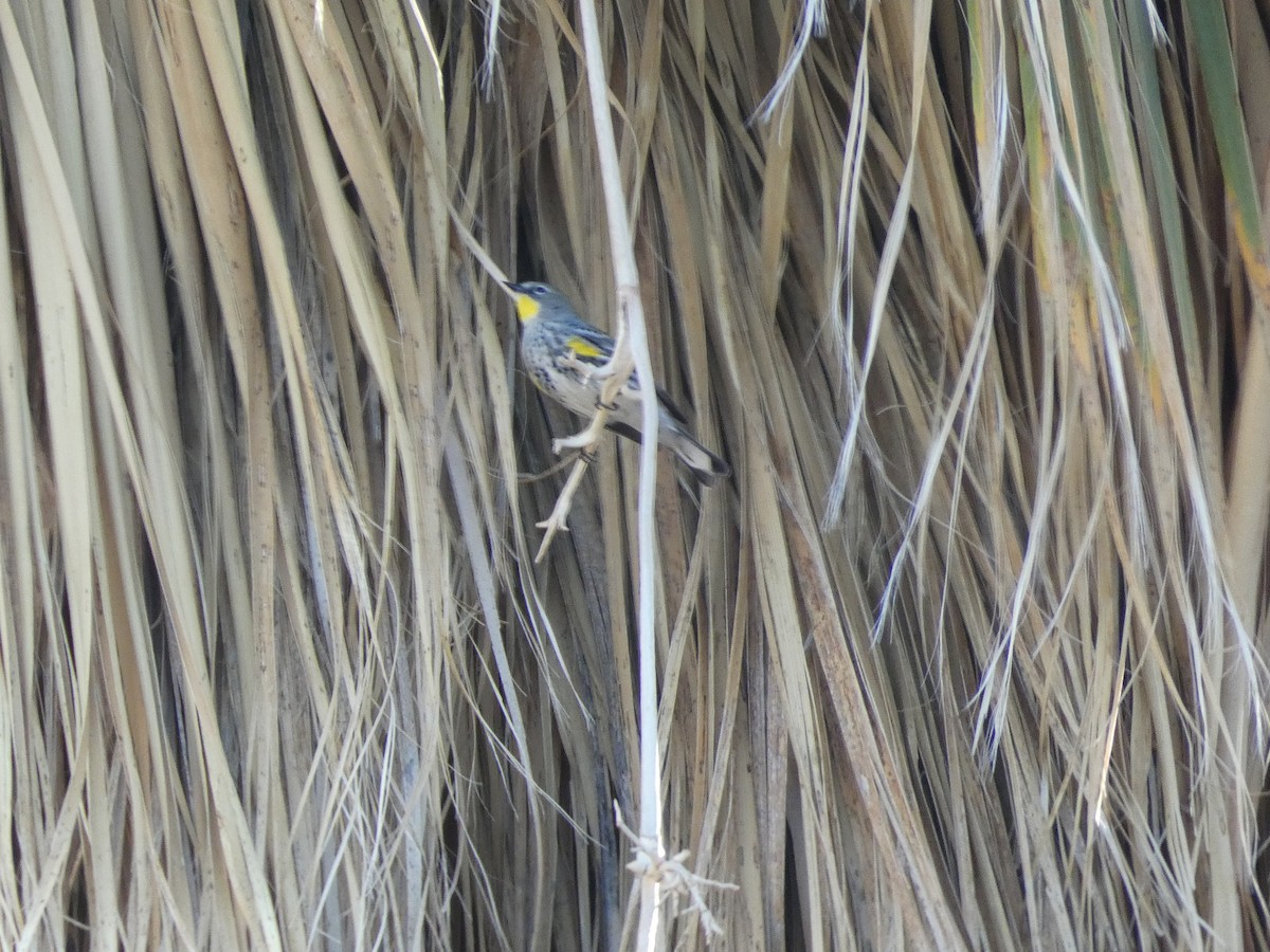 Kronenwaldsänger - ML647097450