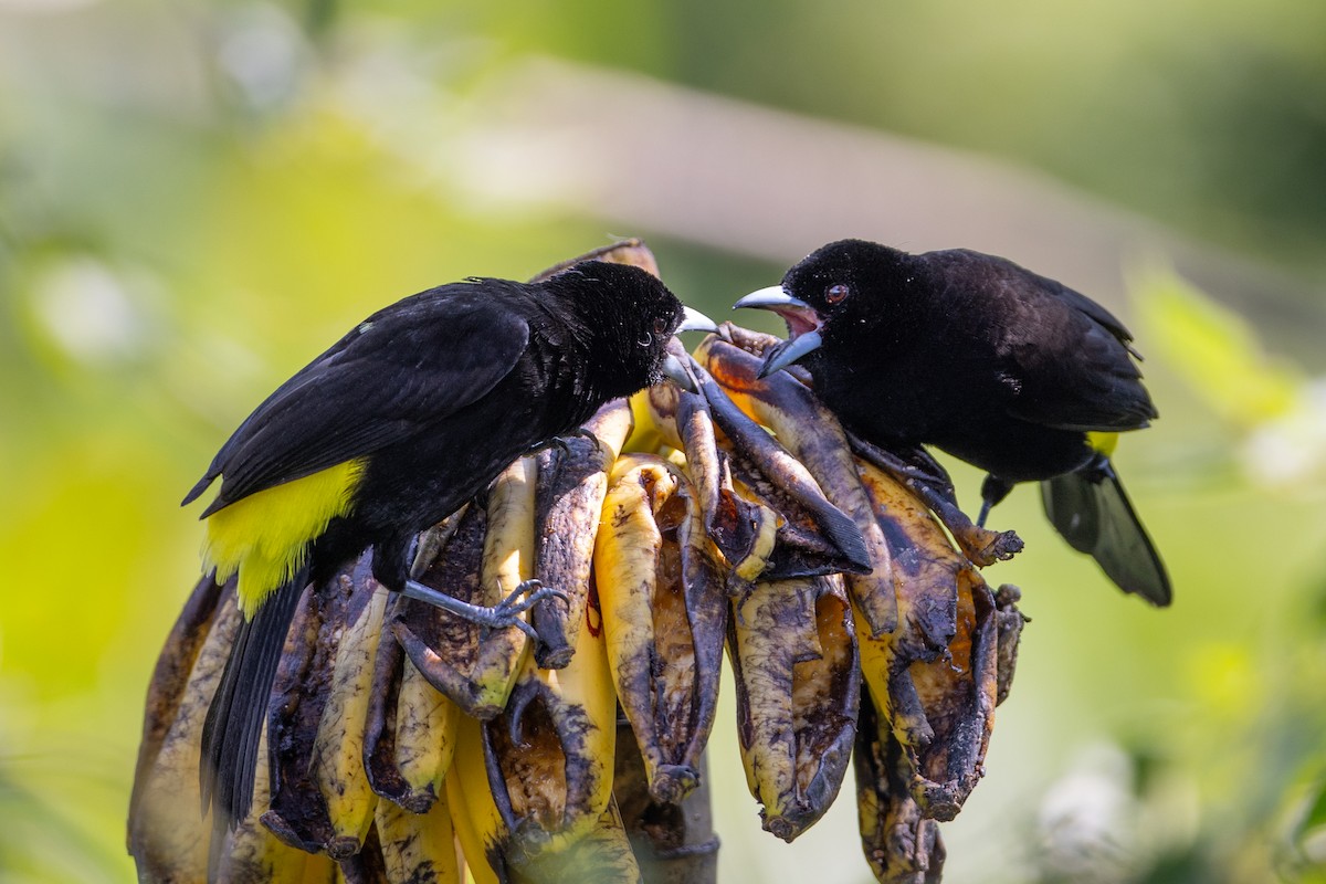 Feuerbürzeltangare (Gelbrückentangare) - ML647097454