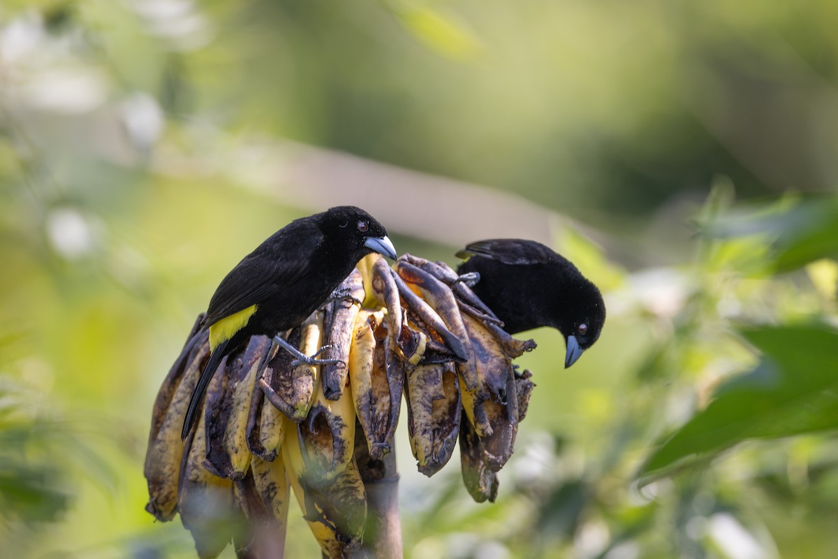 Feuerbürzeltangare (Gelbrückentangare) - ML647097455