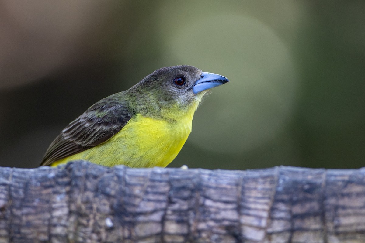 Feuerbürzeltangare (Gelbrückentangare) - ML647097456