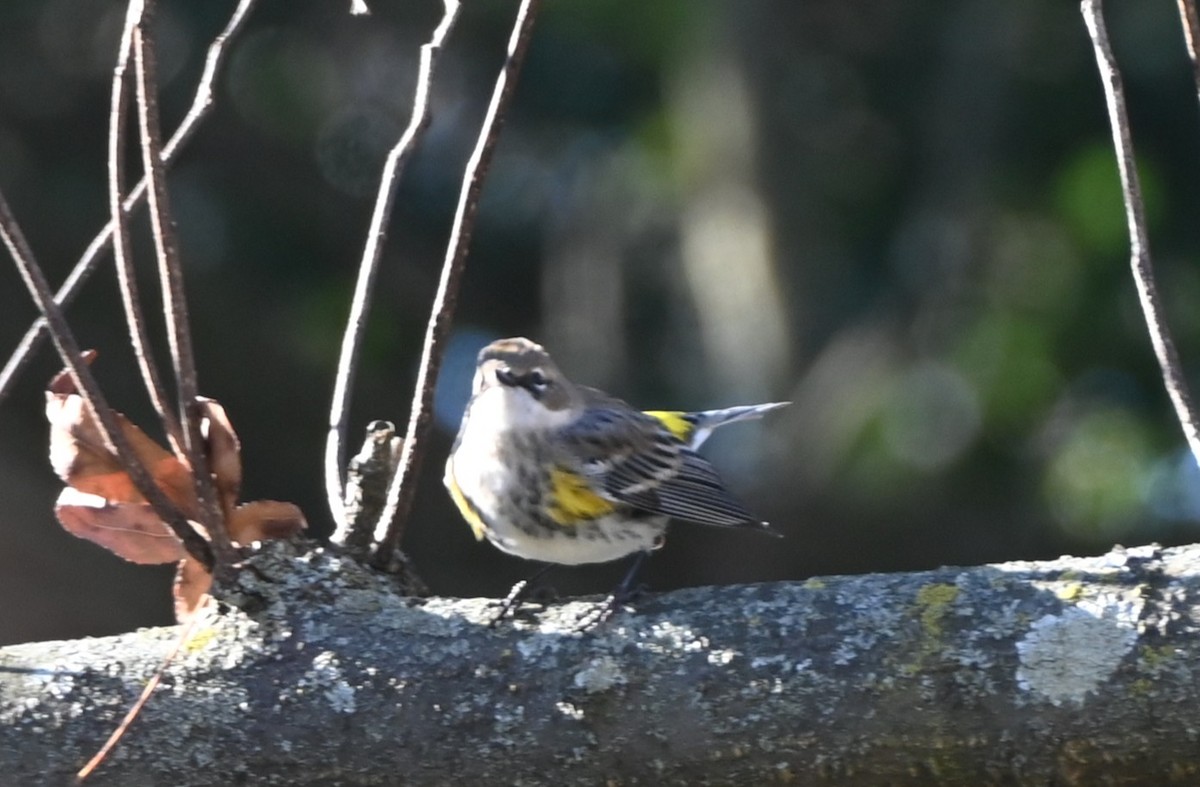 Kronenwaldsänger - ML647097460