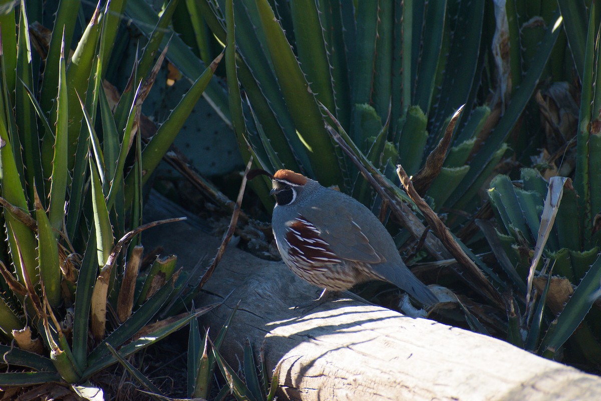 Helmwachtel - ML647097461