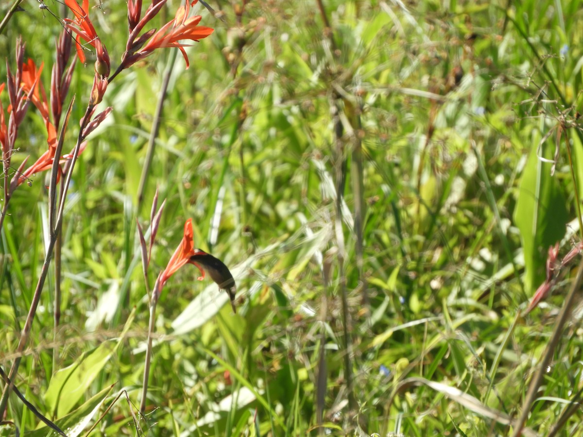 glansbuksmaragd - ML647097462