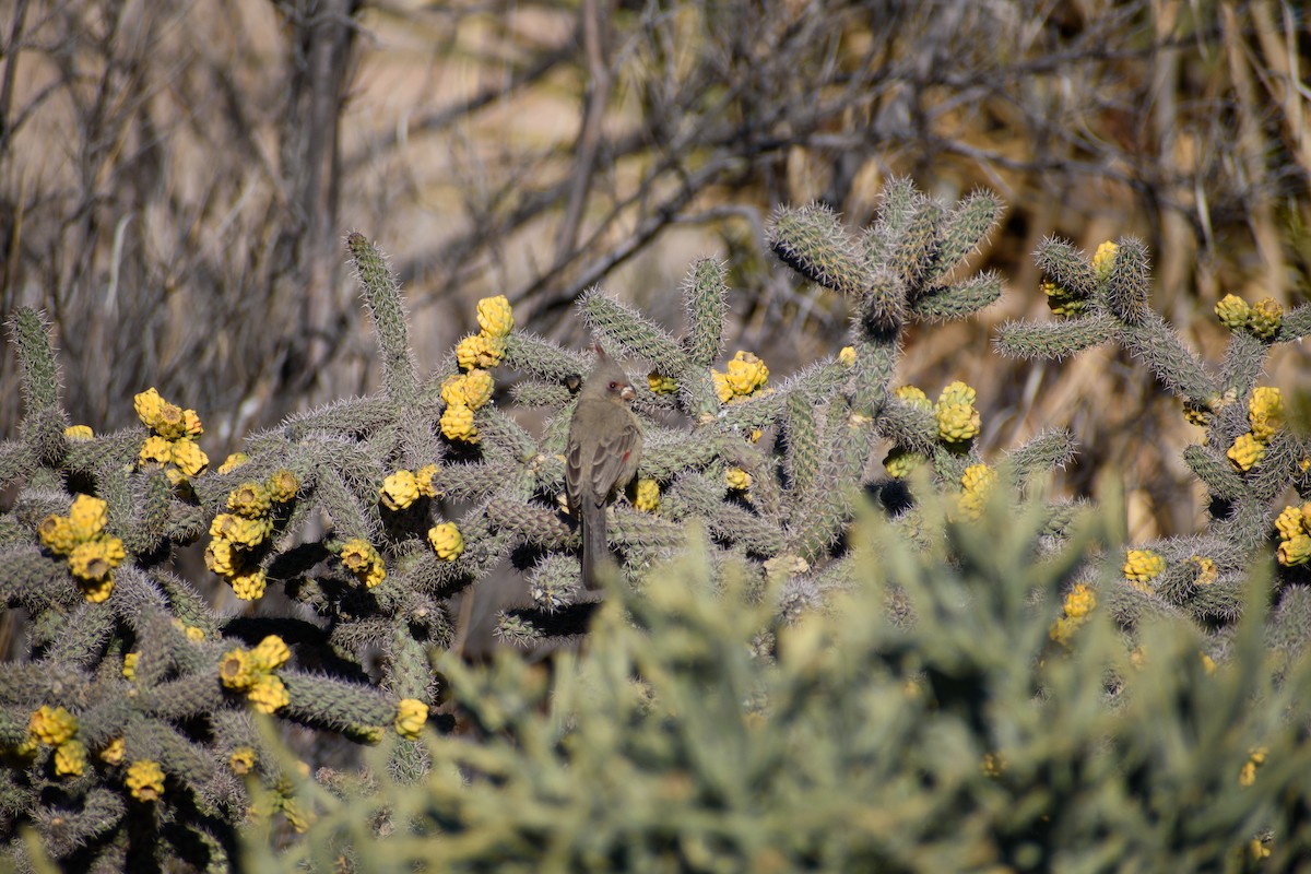 Pyrrhuloxia - ML647097481