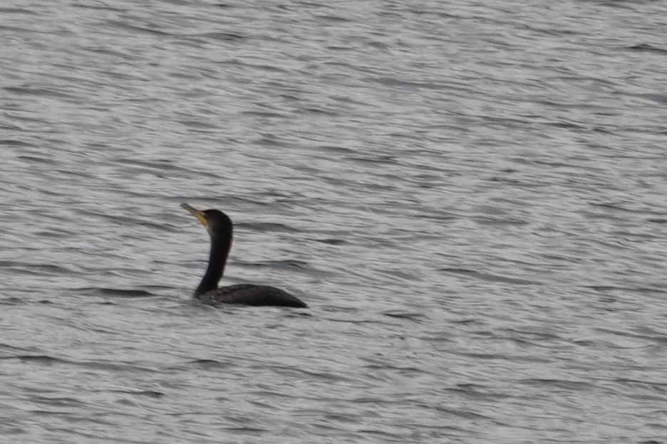Double-crested Cormorant - ML647097483