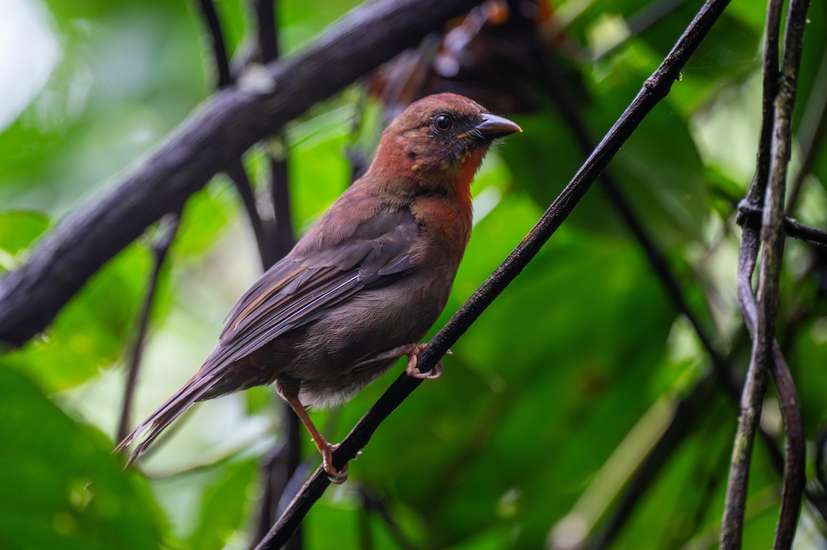 Red-throated Ant-Tanager - ML647097485