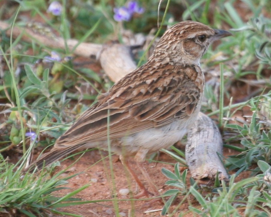 עפרוני בלתי-מזוהה - ML647097486
