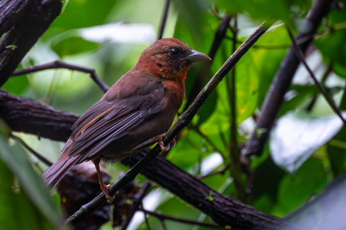 Red-throated Ant-Tanager - ML647097487