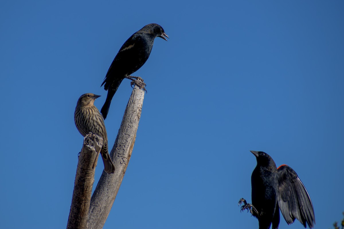 Red-winged Blackbird - ML647097488