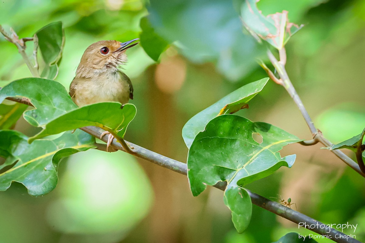 Tropical Scrubwren - ML647097496