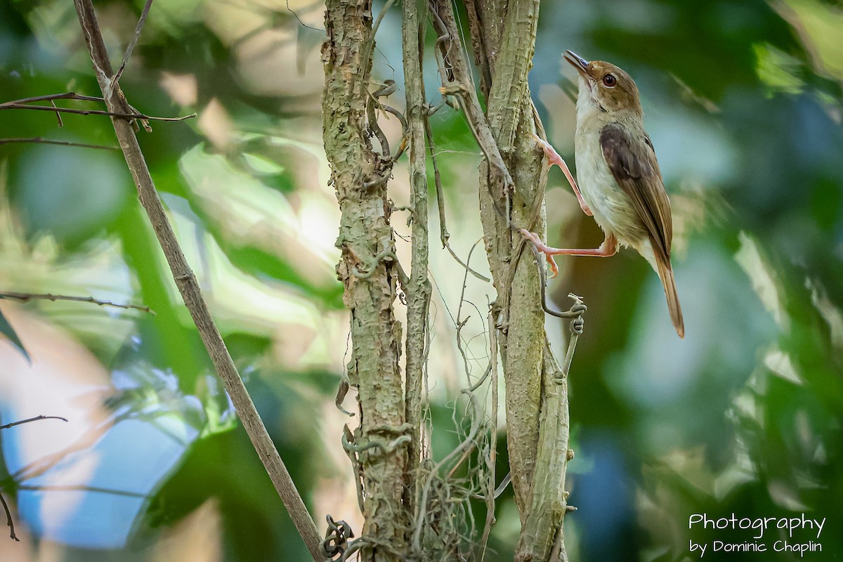 Tropical Scrubwren - ML647097497