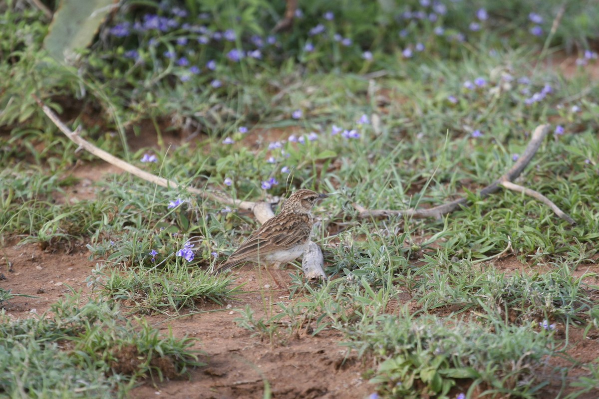 עפרוני בלתי-מזוהה - ML647097498