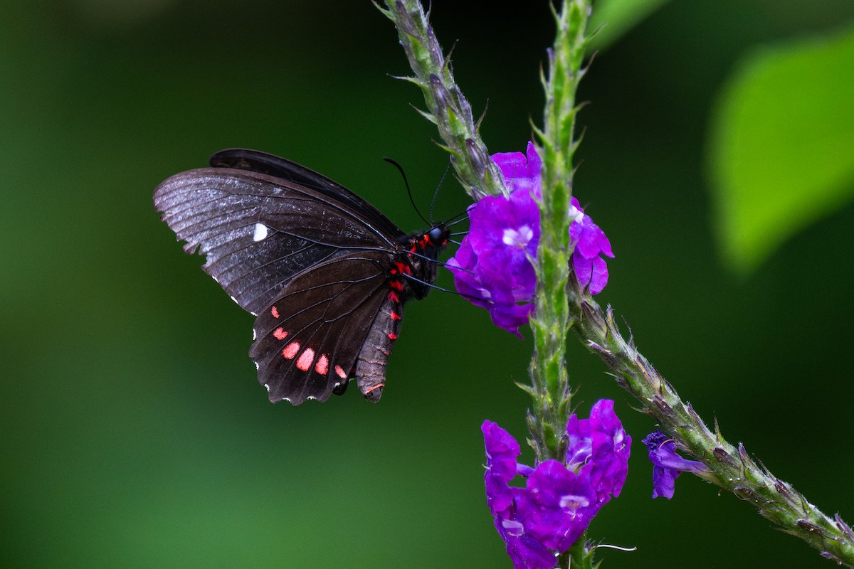 Butterflies and Moths - ML647097500