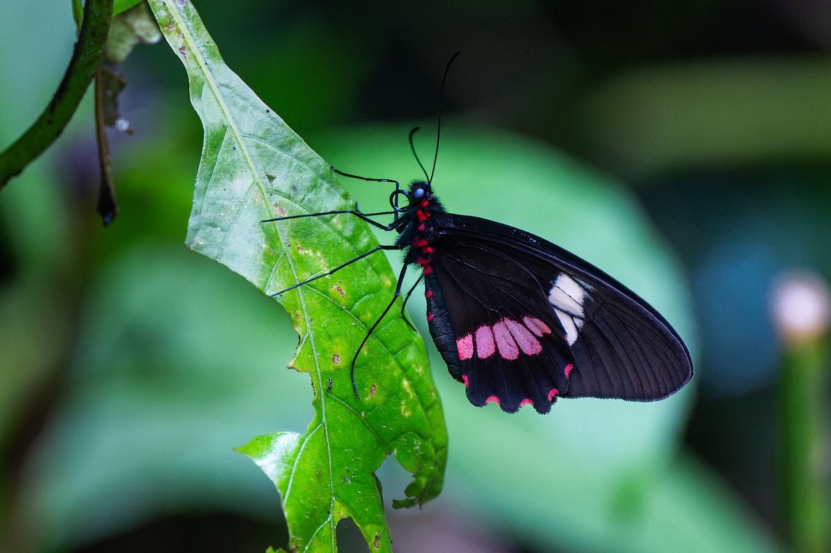 Butterflies and Moths - ML647097501