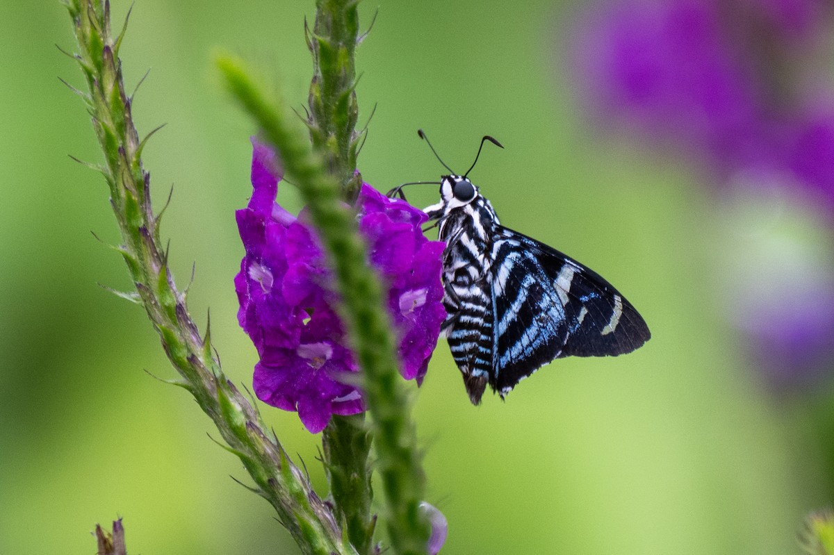 Butterflies and Moths - ML647097502