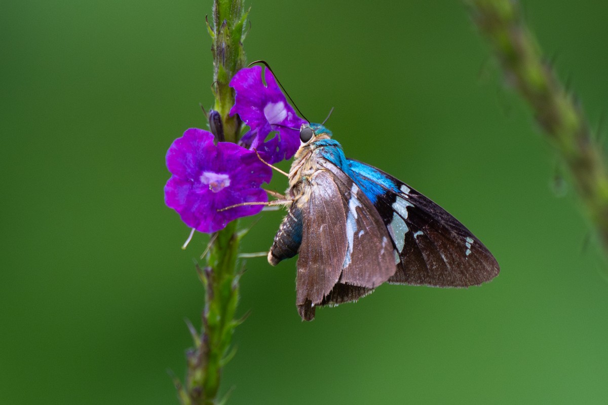 Butterflies and Moths - ML647097503