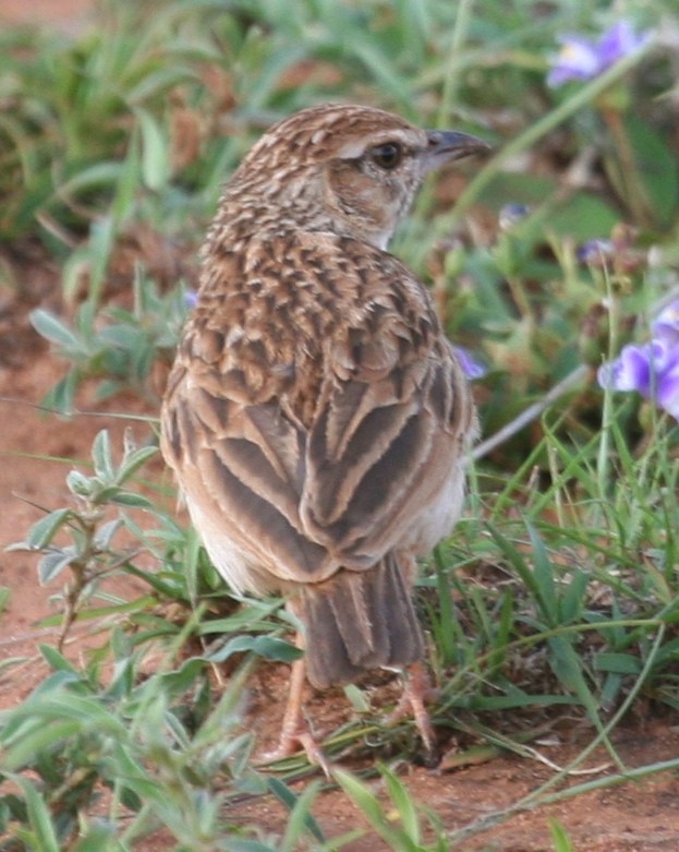 עפרוני בלתי-מזוהה - ML647097504
