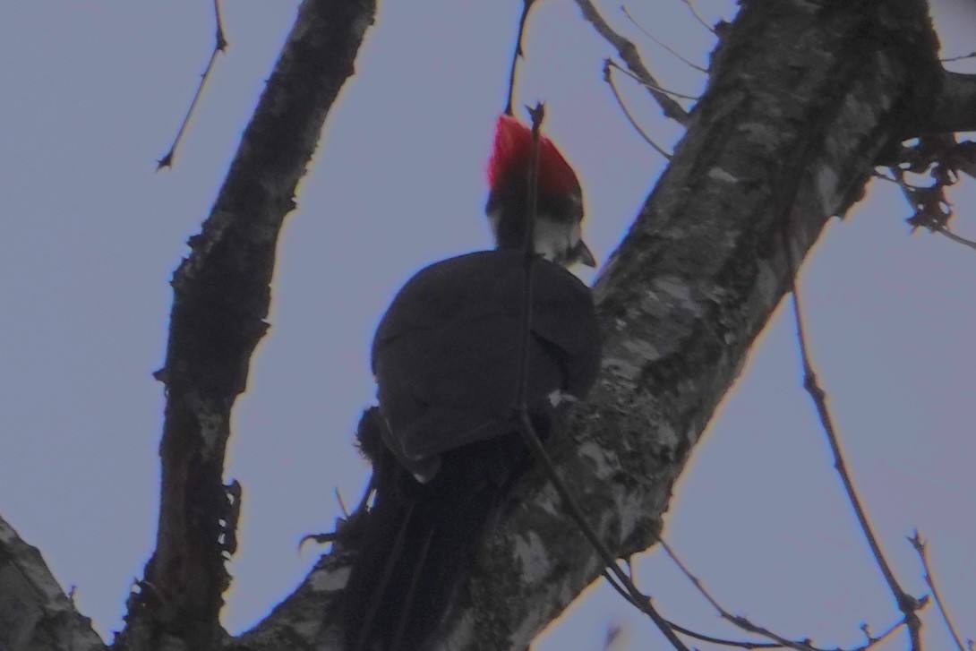 hvitbrynsvartspett - ML647097506