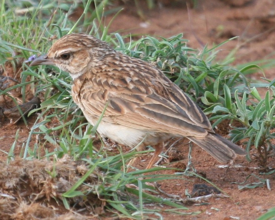 עפרוני בלתי-מזוהה - ML647097511
