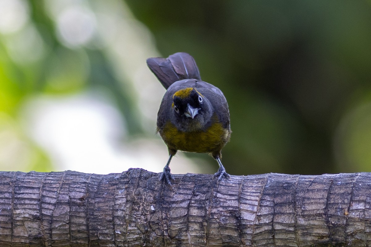 Dusky-faced Tanager - ML647097513