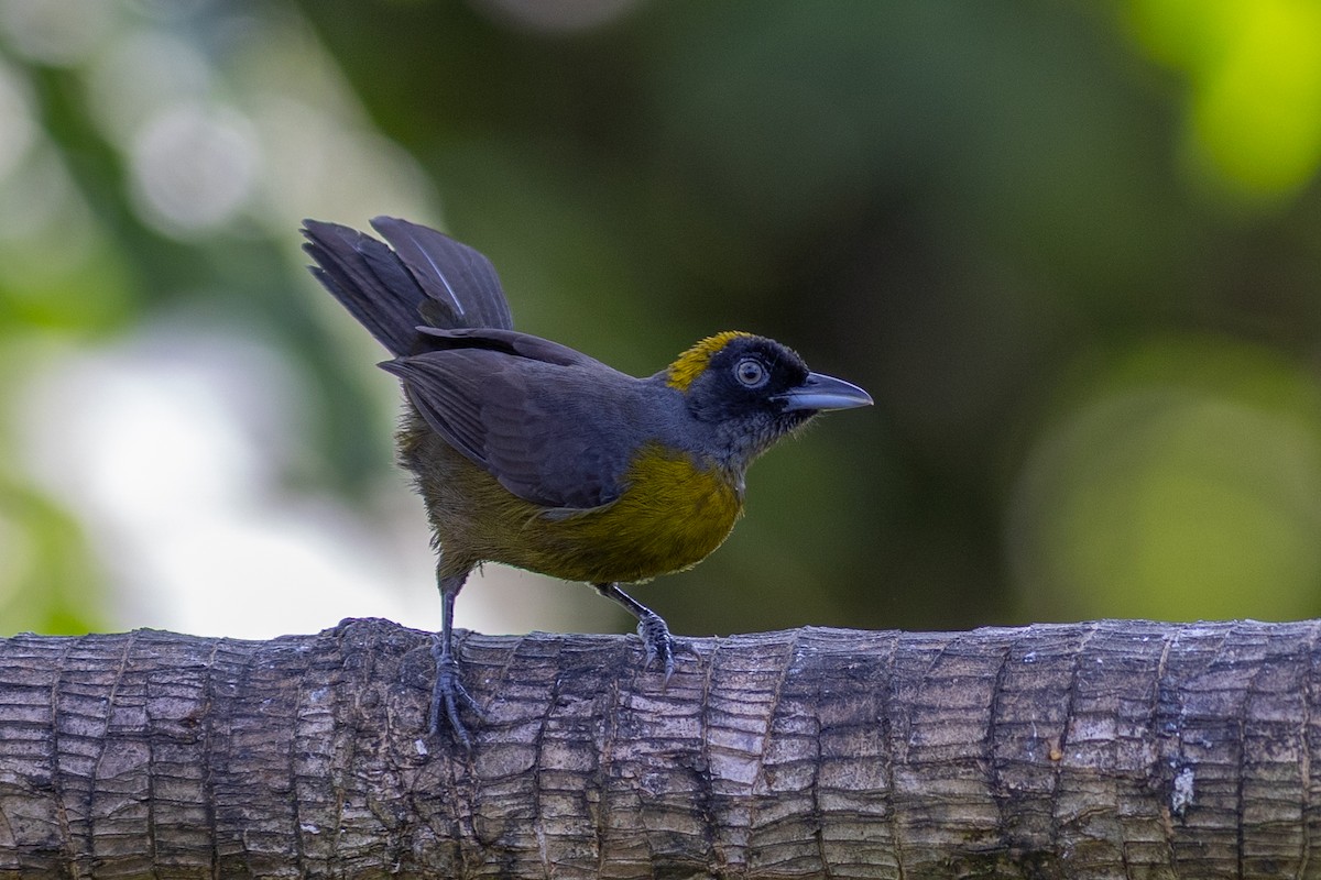 Dusky-faced Tanager - ML647097514