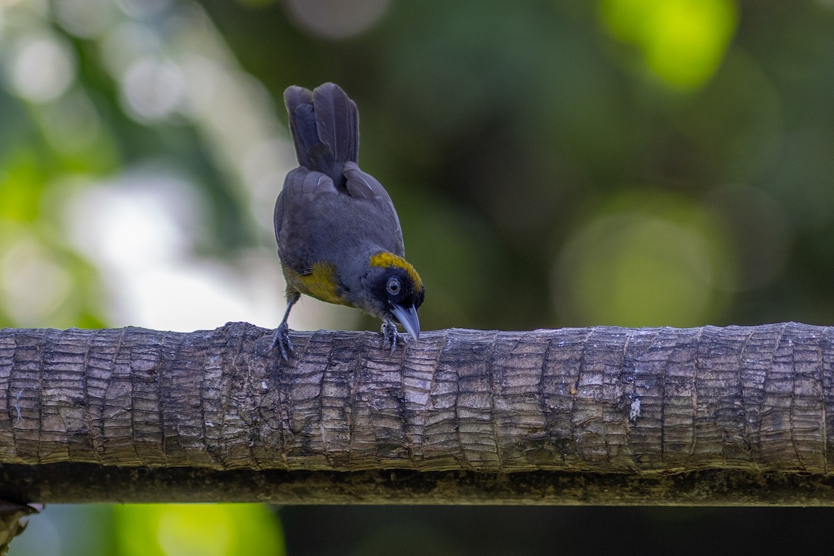 Dusky-faced Tanager - ML647097515