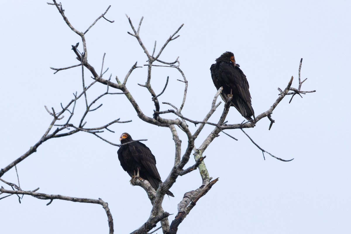 Lesser Yellow-headed Vulture - ML647097516