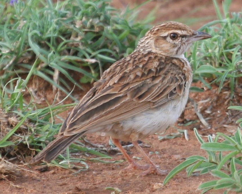 עפרוני בלתי-מזוהה - ML647097518