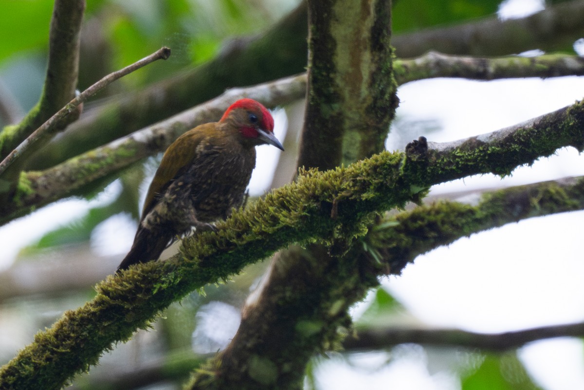 Rufous-winged Woodpecker - ML647097521