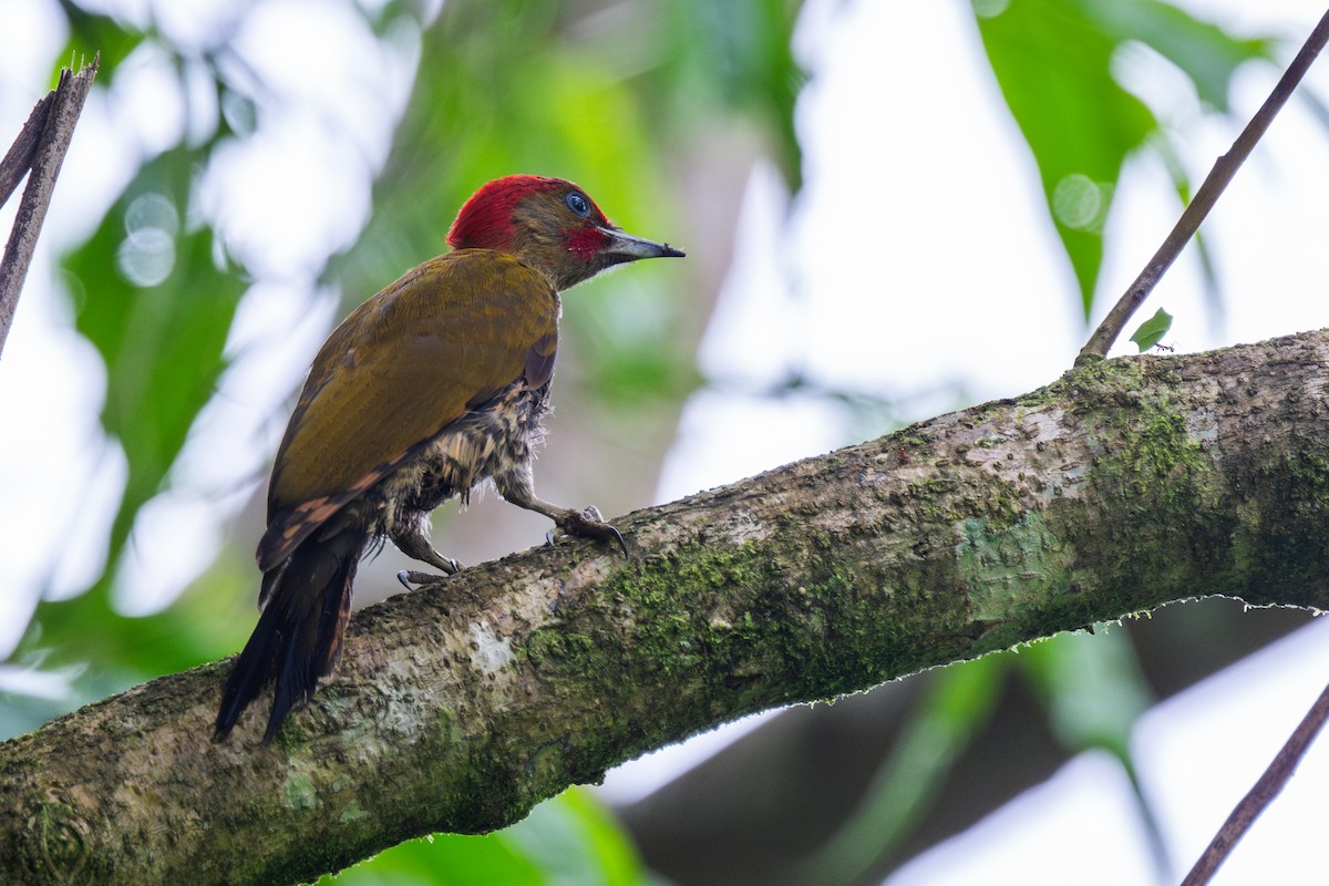 Rufous-winged Woodpecker - ML647097522