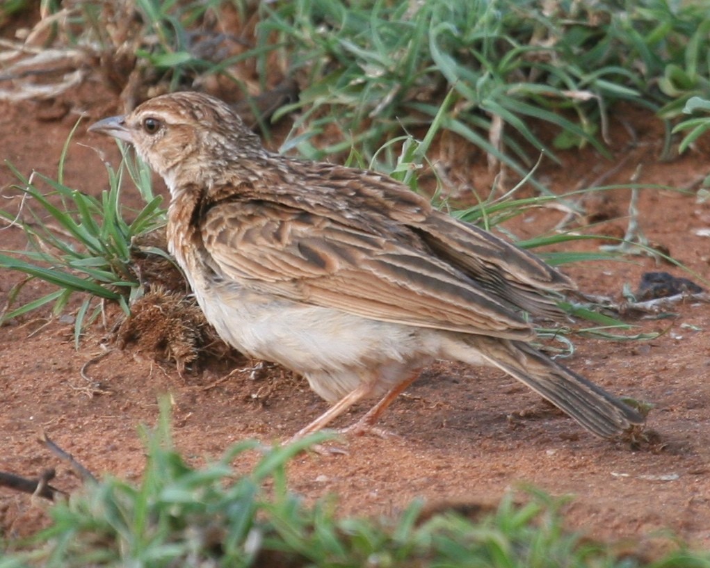 עפרוני בלתי-מזוהה - ML647097523