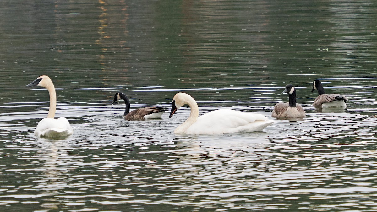 Trumpeter Swan - ML647097541