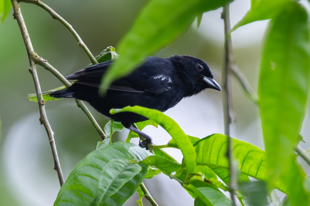 White-shouldered Tanager - ML647097542