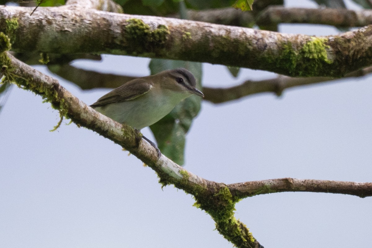 Red-eyed Vireo - ML647097545