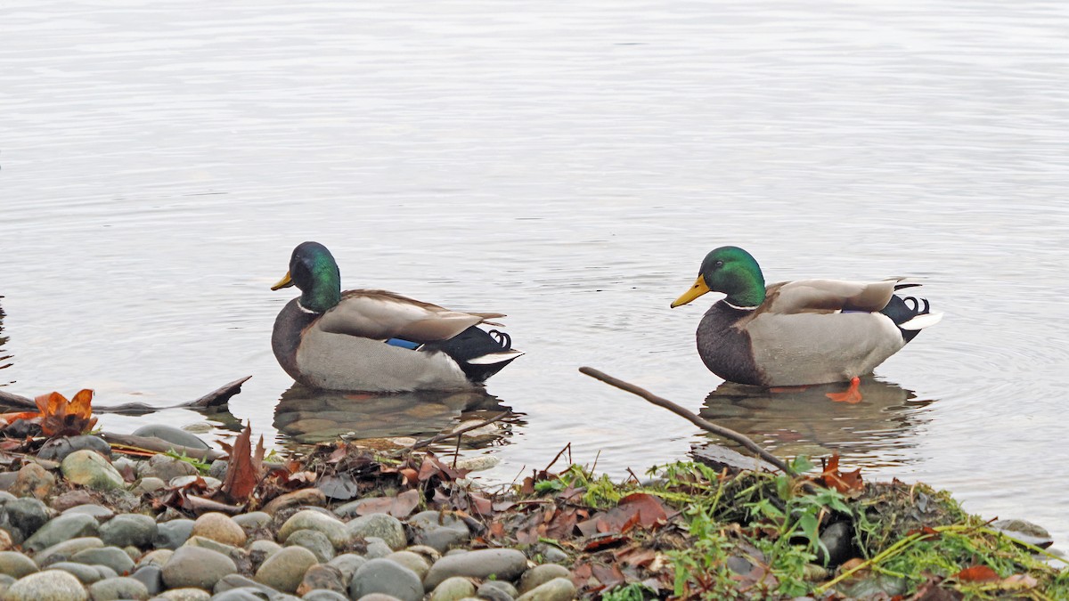 Germano reale - ML647097547