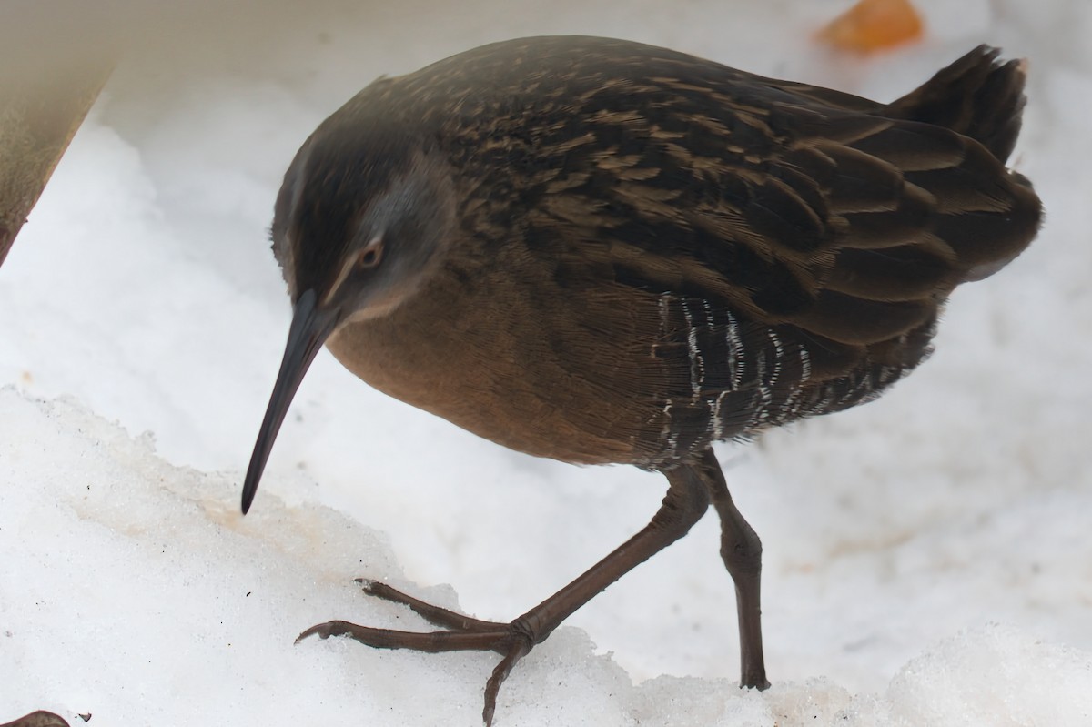 Virginia Rail - ML647097550