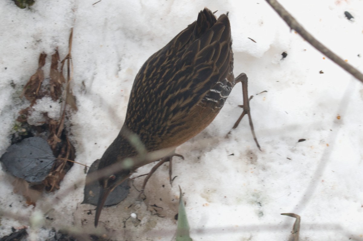 Virginia Rail - ML647097551