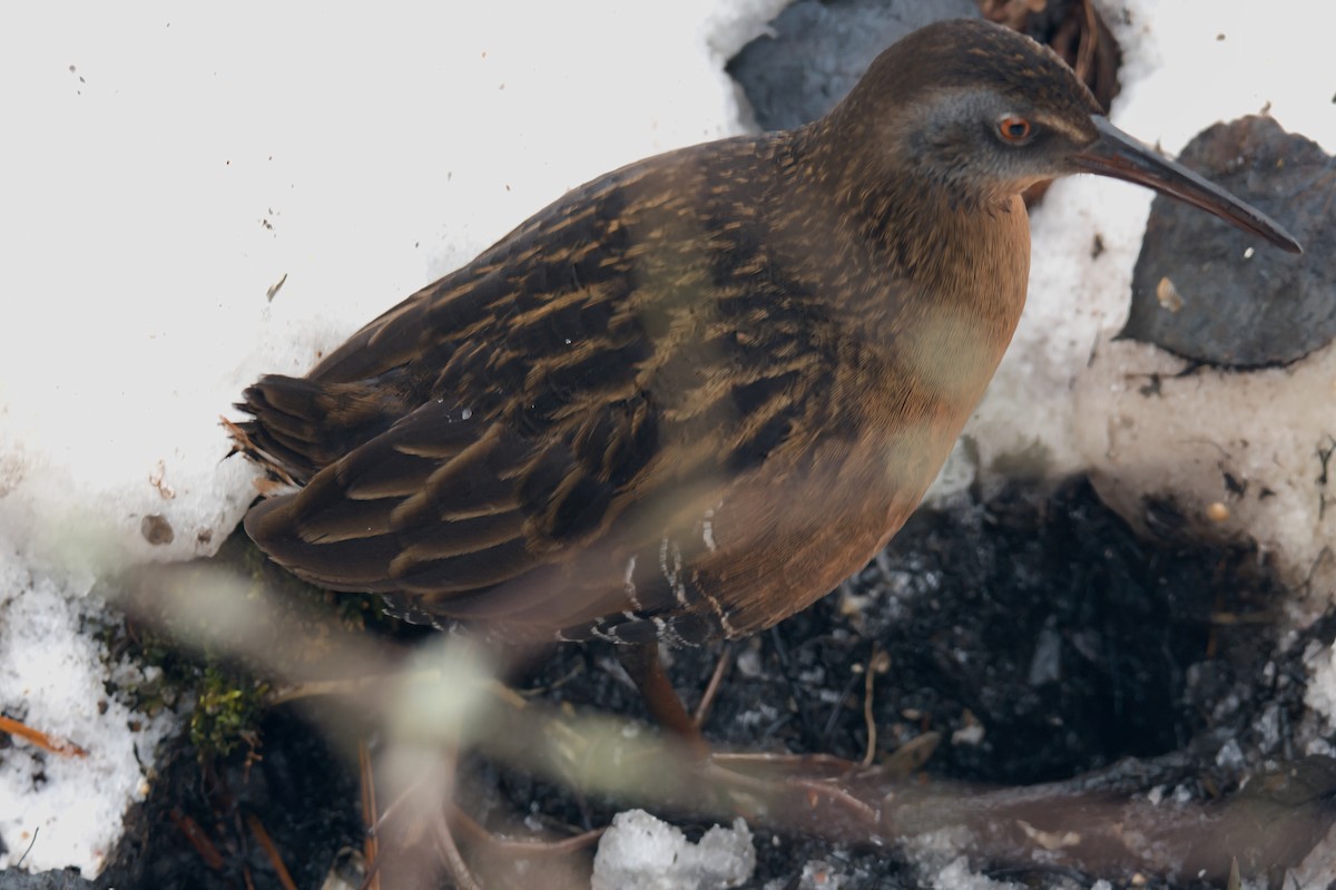 Virginia Rail - ML647097552