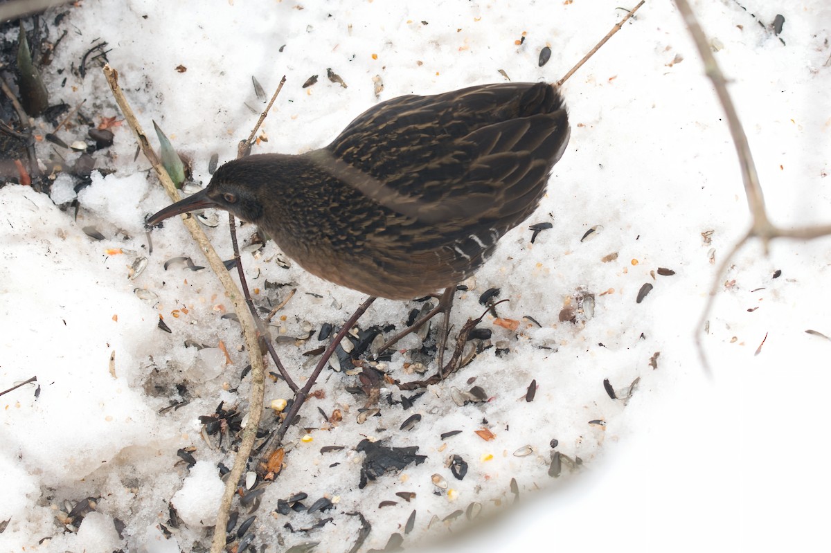Virginia Rail - ML647097553
